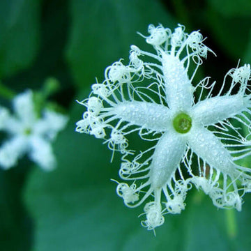 Trichosanthes Seeds – White Cucumerina