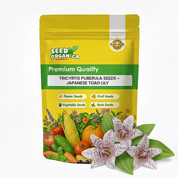 Tricyrtis Puberula Seeds – Japanese Toad Lily