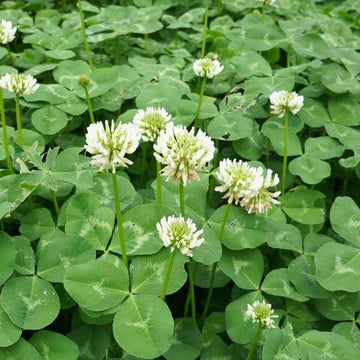 Trifolium repens Seeds