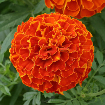 Triploid Marigold Seeds – Hybrid Vigorous
