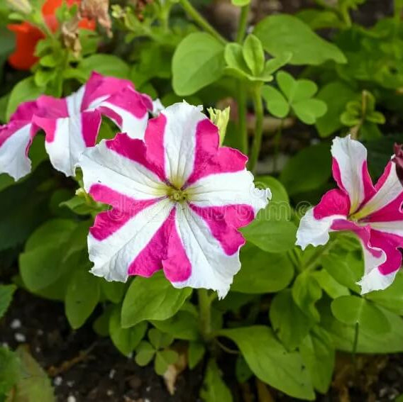 Tritunia Seeds – Pink White – Wildflower