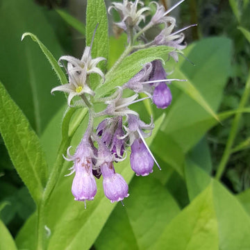 True Comfrey Seeds - Herbal Plant