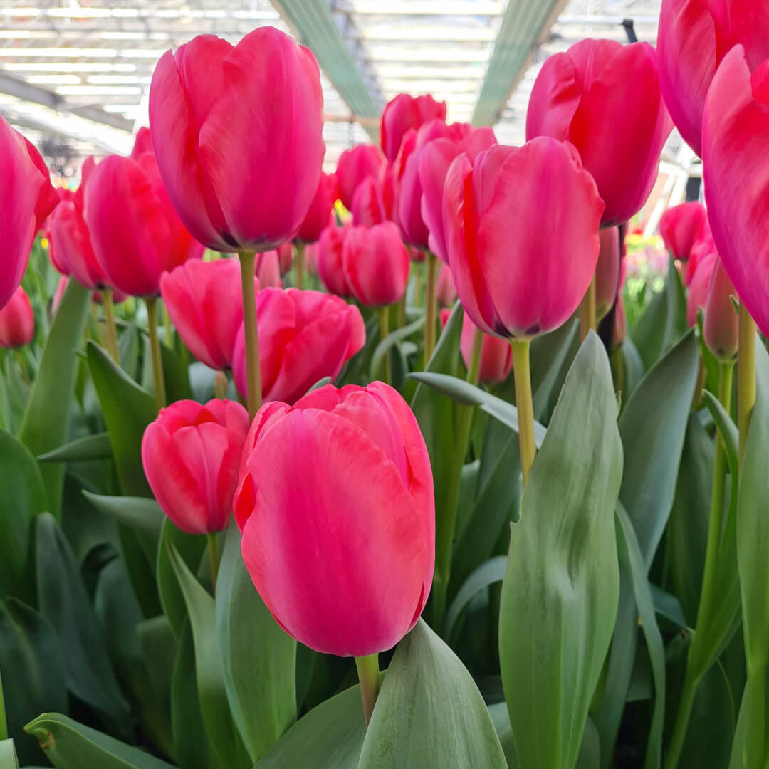 Tulip Seeds – Barcelona