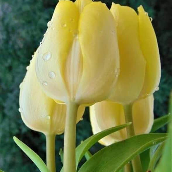 Tulip Seeds – Light Yellow
