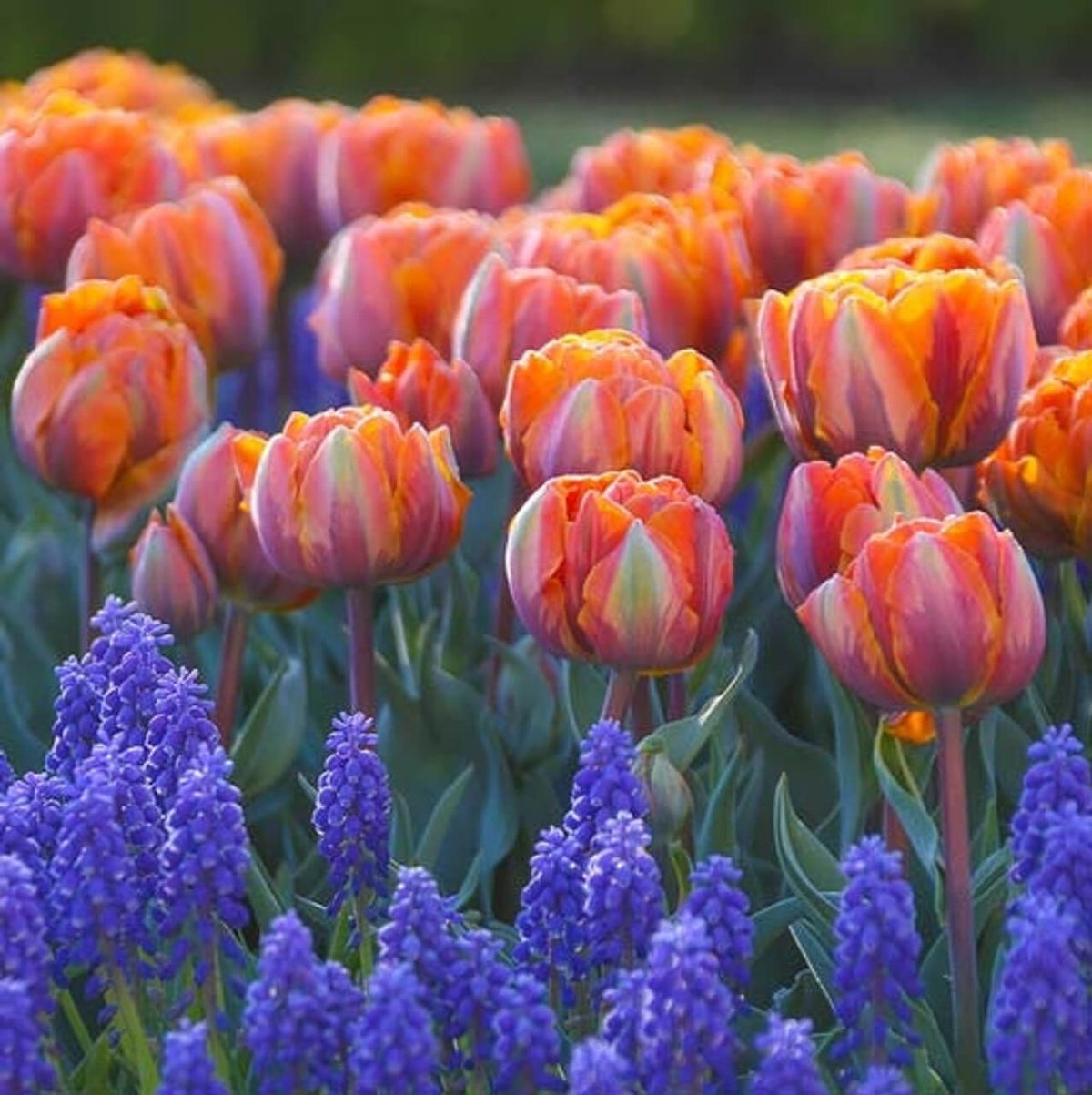 Tulip Seeds – Orange and Purple