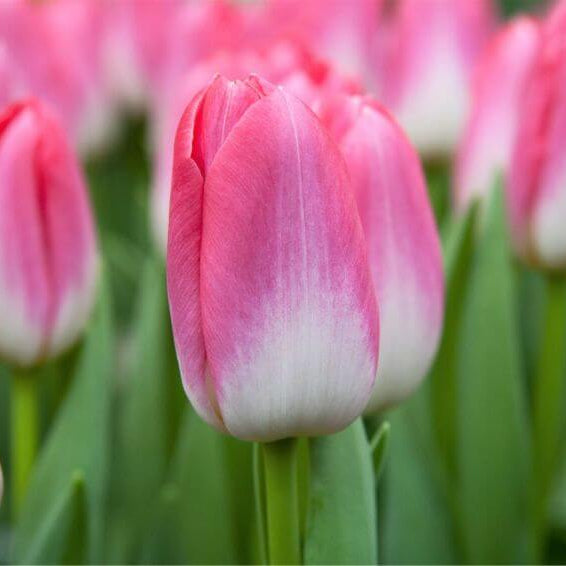 Tulip Seeds – Pink and White 