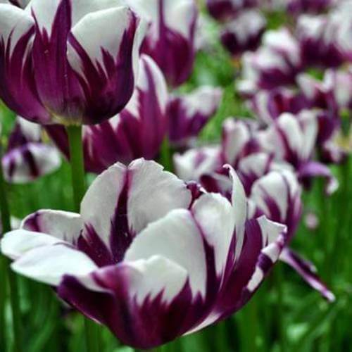 Tulip Seeds – White and Violet