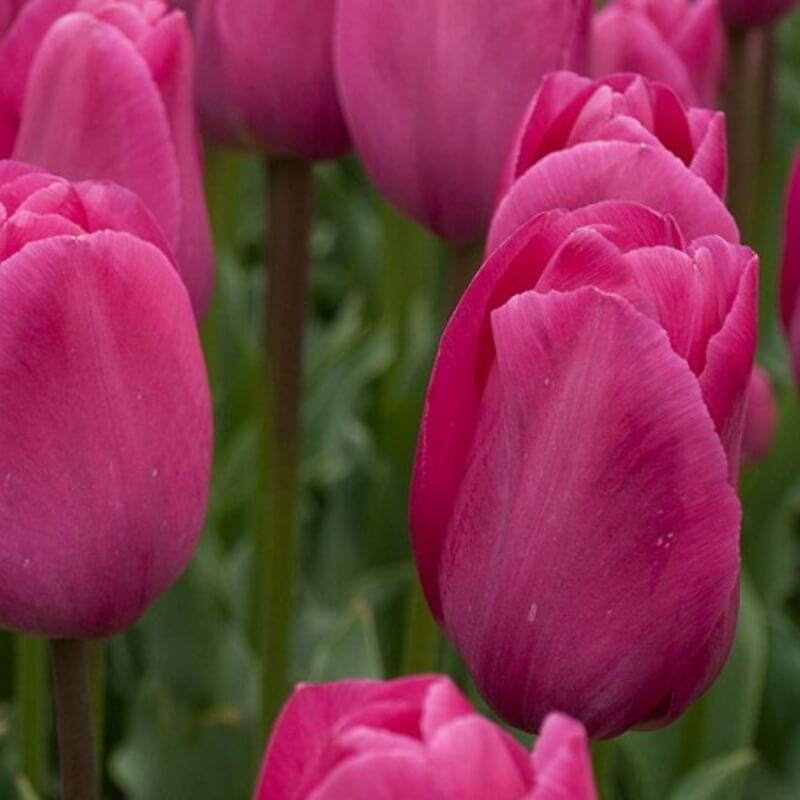 Tulip Seeds – Barcelona