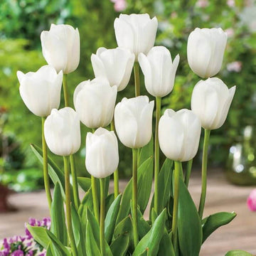 Tulip Bulbs Seeds - Flower Plant