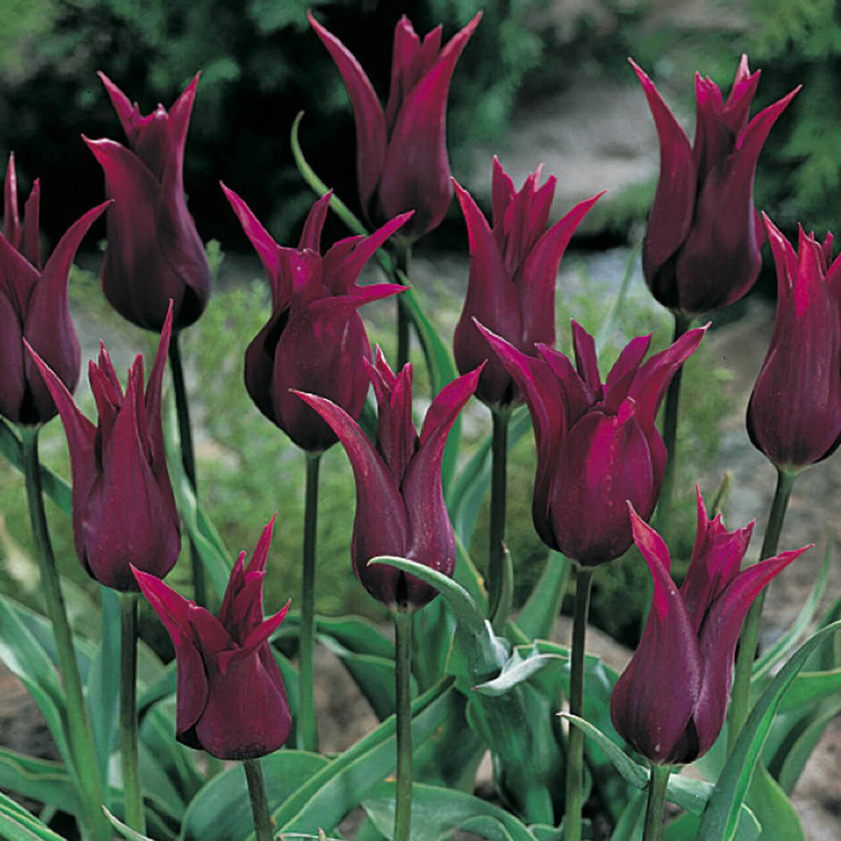 Tulip Seeds – Burgundy