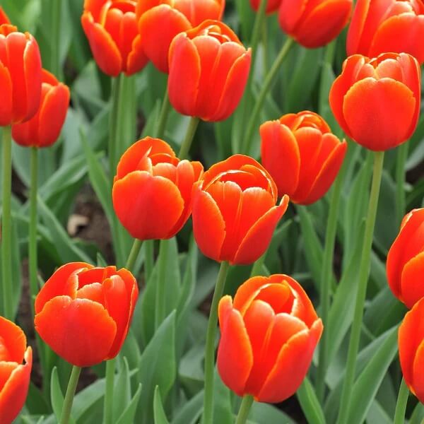 Tulip Seeds – Deep Orange 