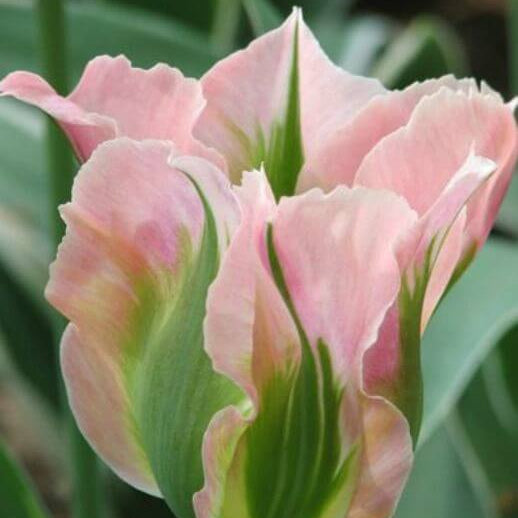 Tulip Seeds – Green Pink – Wildflower