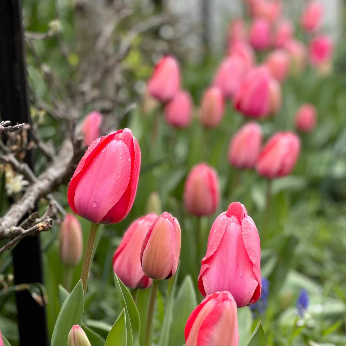 Tulip Seeds – Pale Pink