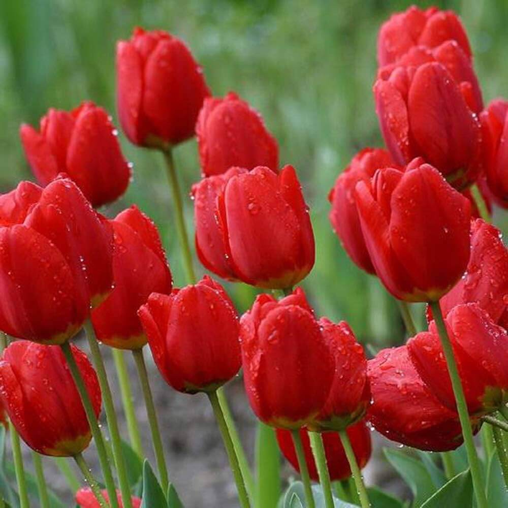 Tulip Seeds – Red
