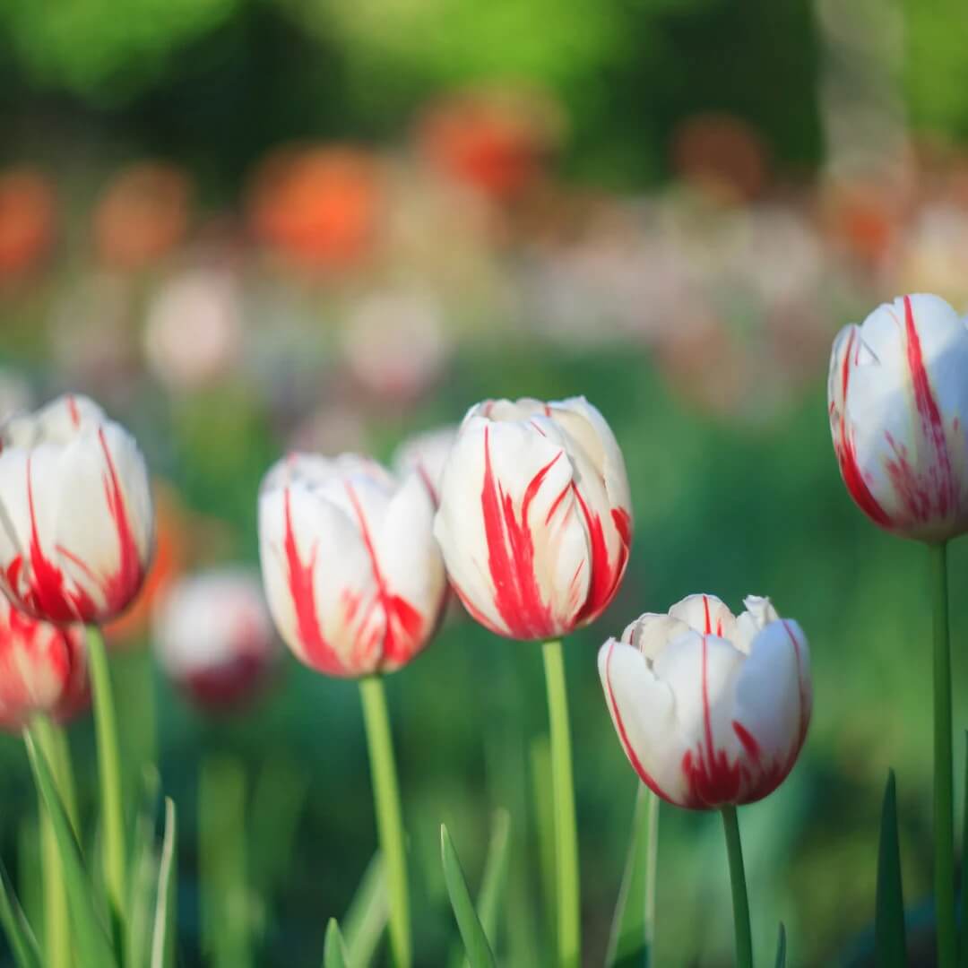 Tulip Seeds – Red and White