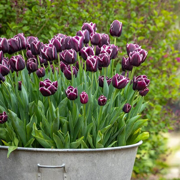 Tulip Seeds – Jackpot