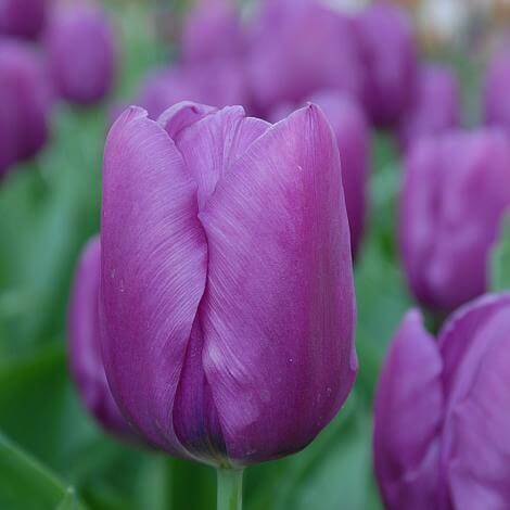 Tulip Seeds – Light Purple