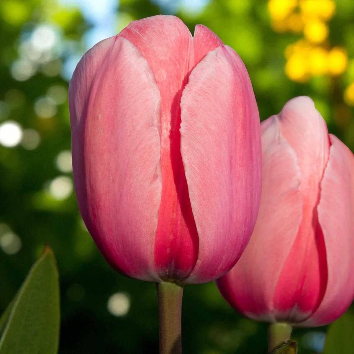 Tulip Seeds – Pale Pink