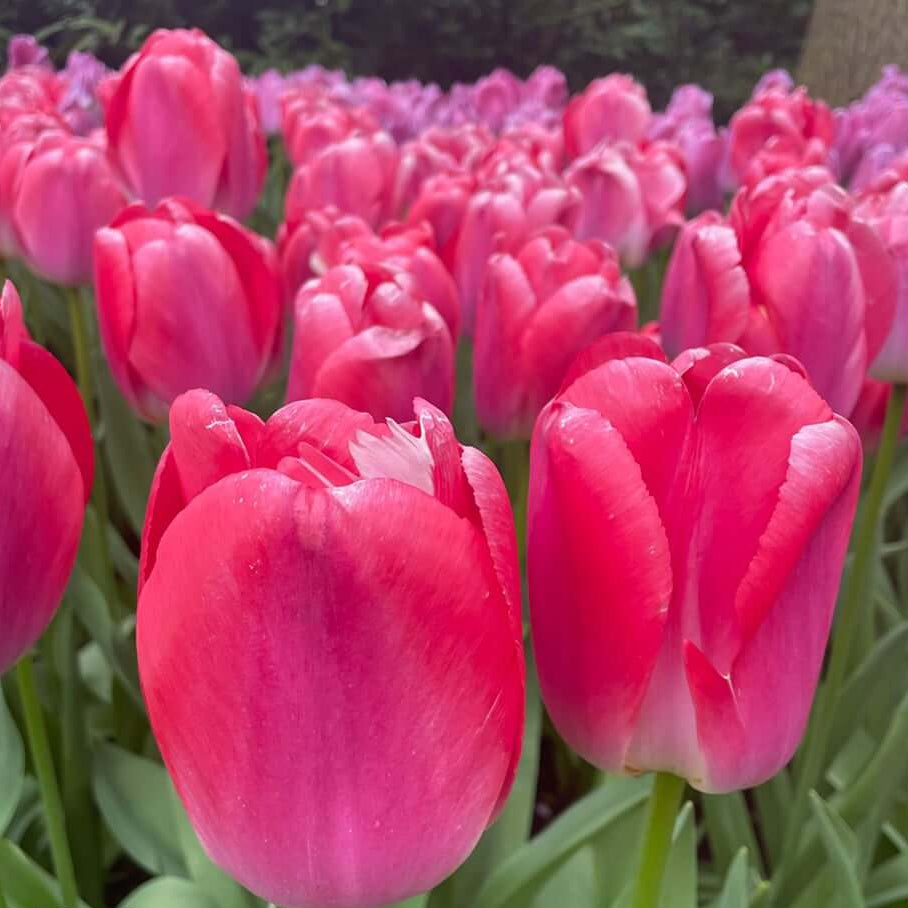 Tulip Seeds – Pink