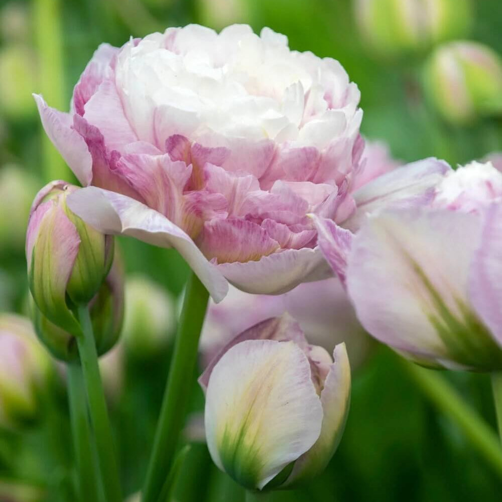 Tulip Seeds – Purple and White