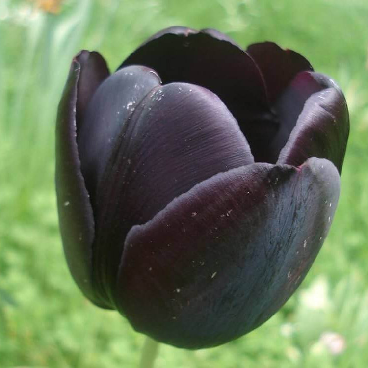 Tulip Seeds – Black