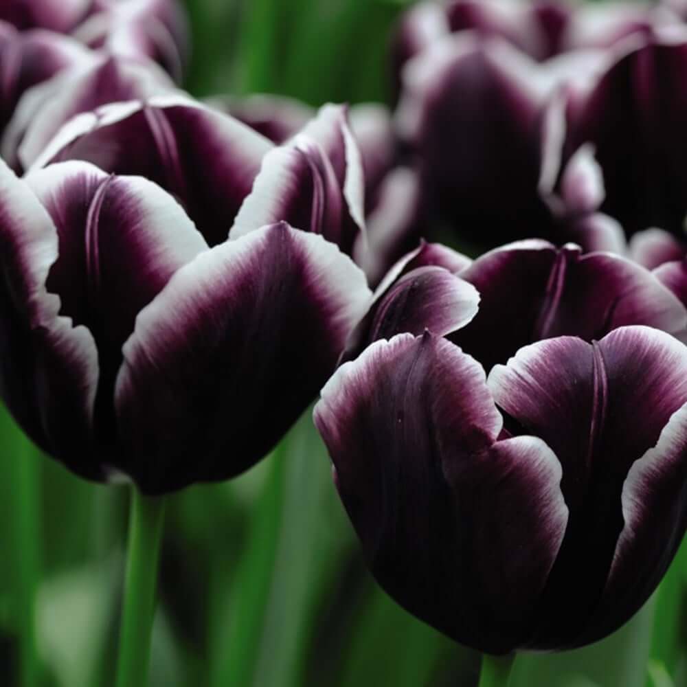Tulip Seeds – Jackpot
