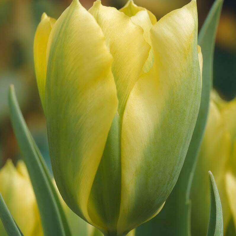 Tulip Seeds – Yellow and Green