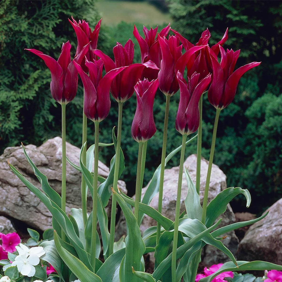 Tulip Seeds – Burgundy