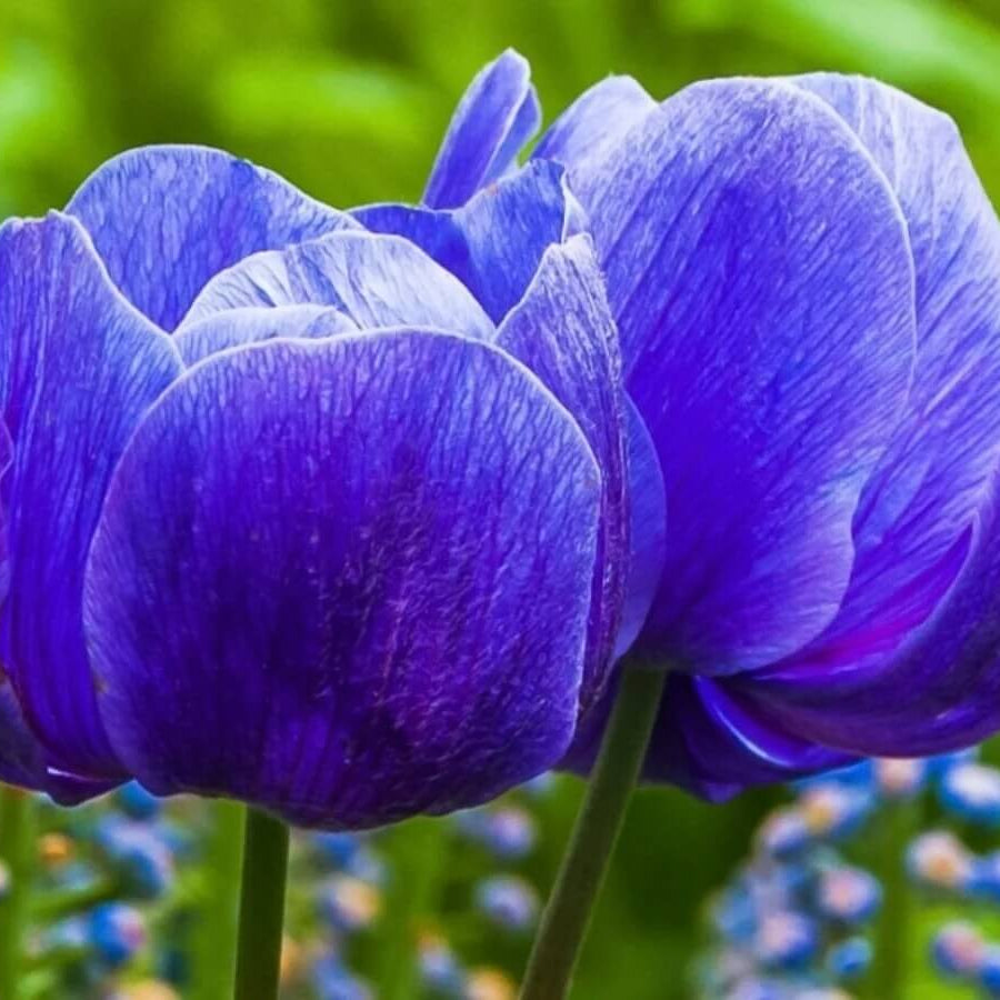 Tulip Seeds – Deep Blue