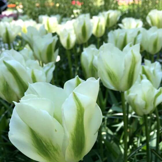 Tulip Seeds – Light Green