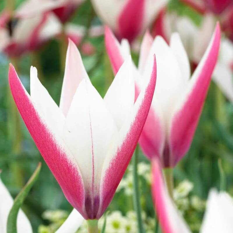 Tulip Seeds – Peppermint Stick 