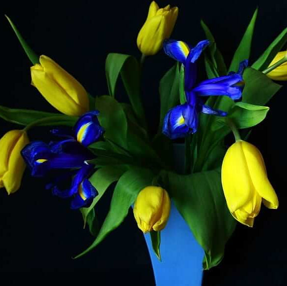 Tulip Seeds – Blue and Yellow