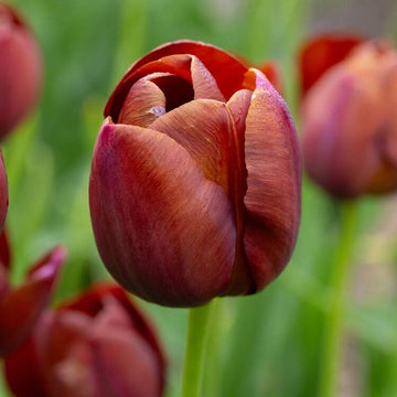 Tulip Seeds – Brown