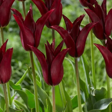 Tulip Seeds – Burgundy