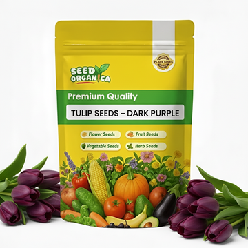 Tulip Seeds – Dark Purple