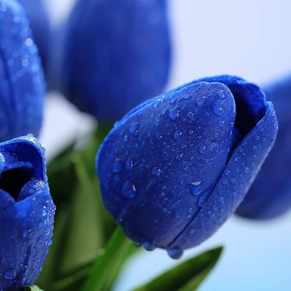 Tulip Seeds – Deep Blue