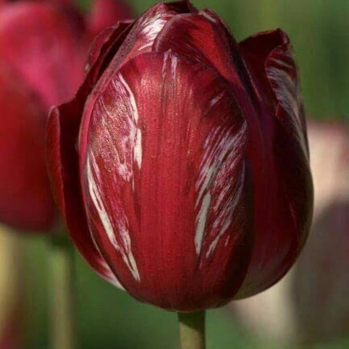 Tulip Seeds – Elegant Maroon