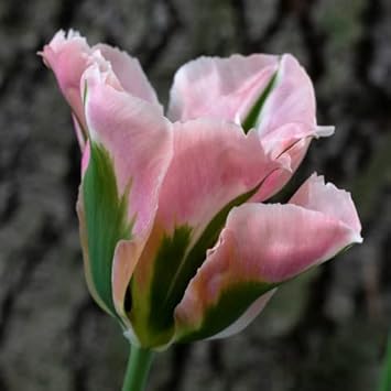 Tulip Seeds – Green Pink – Wildflower