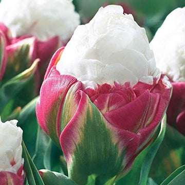Tulip Seeds – Ice Cream