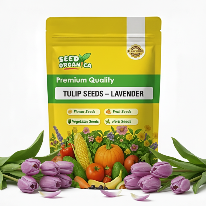 Tulip Seeds – Lavender