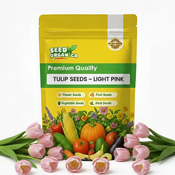Tulip Seeds – Light Pink