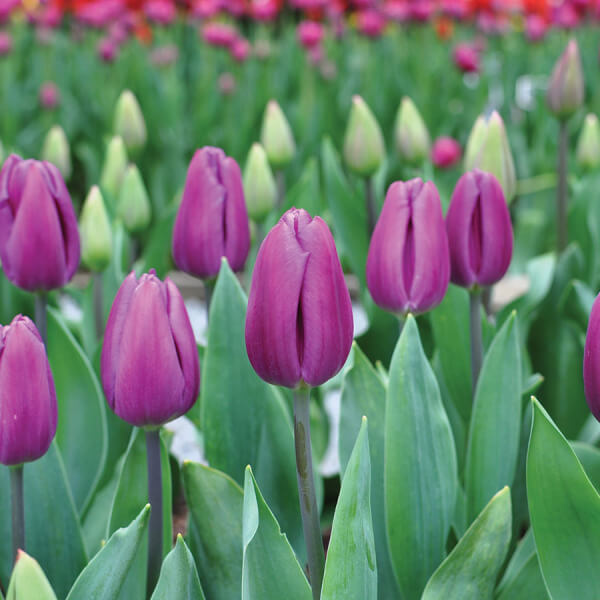 Tulip Seeds – Light Purple