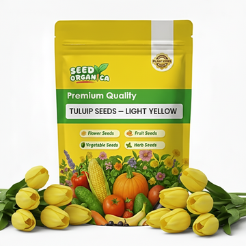 Tulip Seeds – Light Yellow