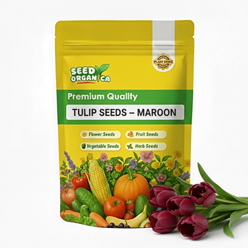 Tulip Seeds – Maroon