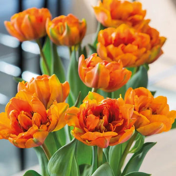 Tulip Seeds – Orange and Green