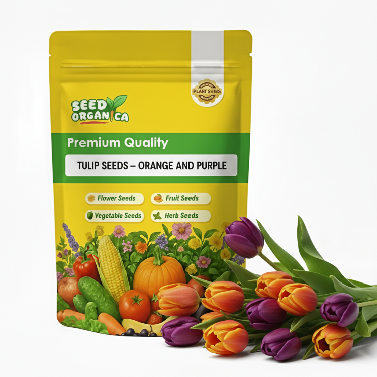 Tulip Seeds – Orange and Purple