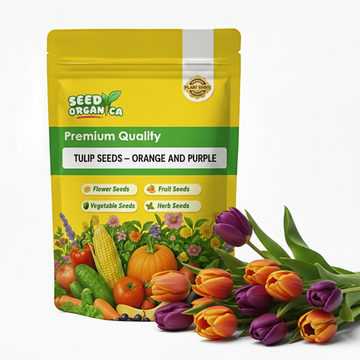 Tulip Seeds – Orange and Purple