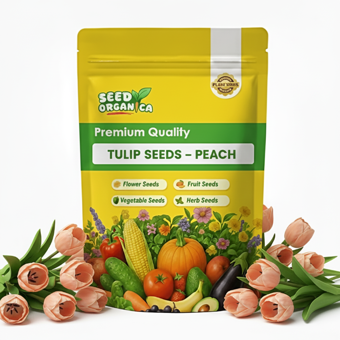Tulip Seeds – Peach