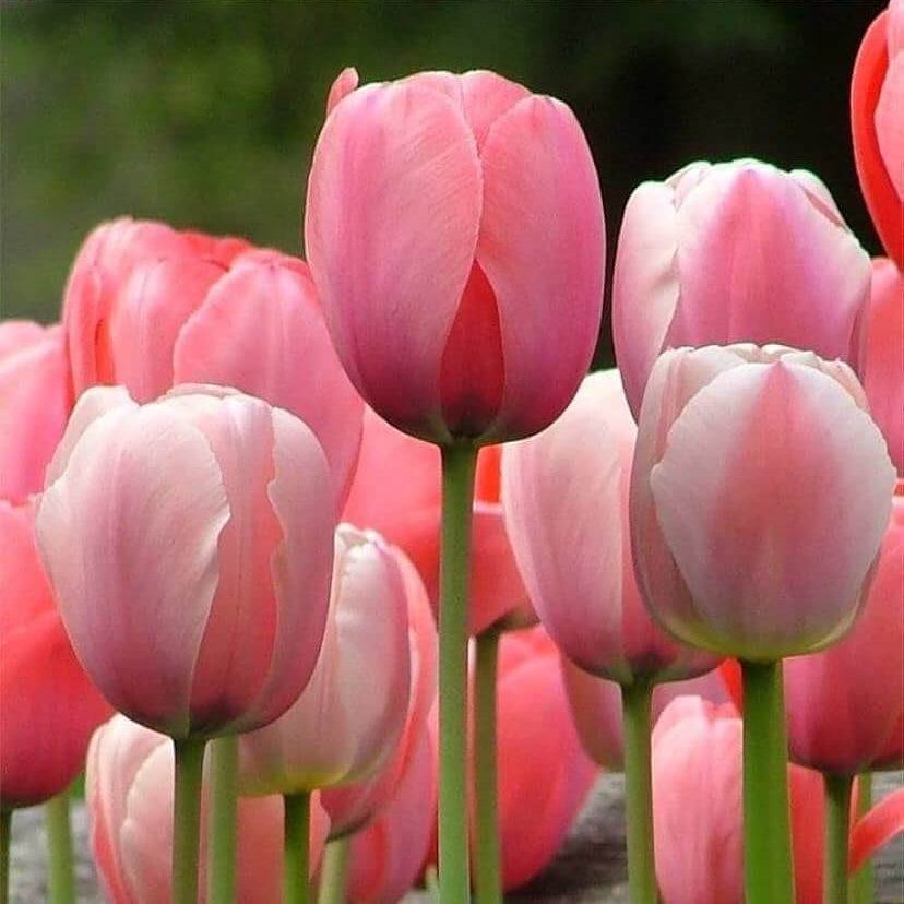 Tulip Seeds – Pink