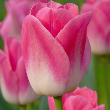 Tulip Seeds – Pink and White 